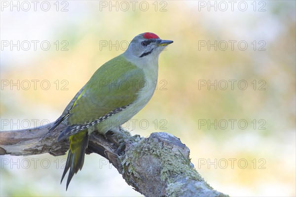 Grey-headed woodpecker