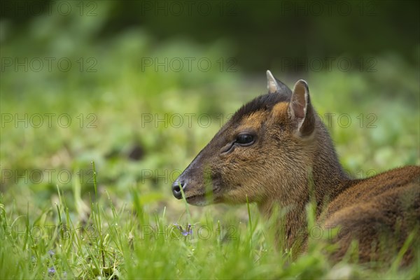 Muntjac