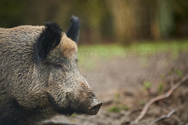 Portrait of a Central European boar