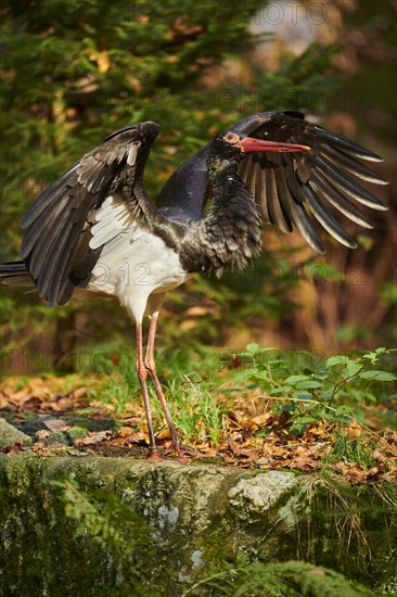 Black stork