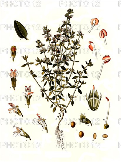 Medicinal plant