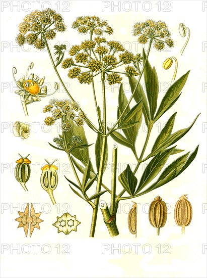 Medicinal plant