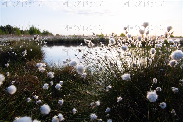 Hare's-tail cottongrass