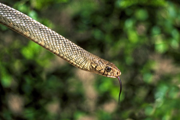 Rat Snake