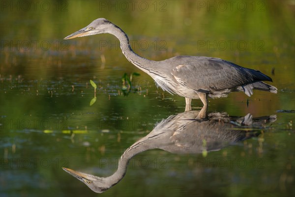 Grey heron