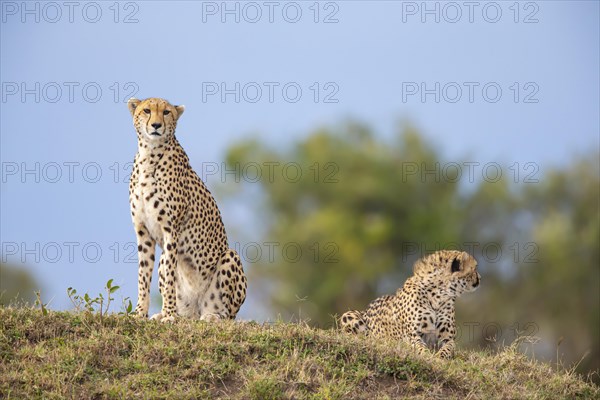 Cheetah