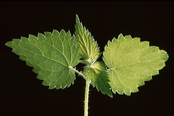 Young nettle leaves