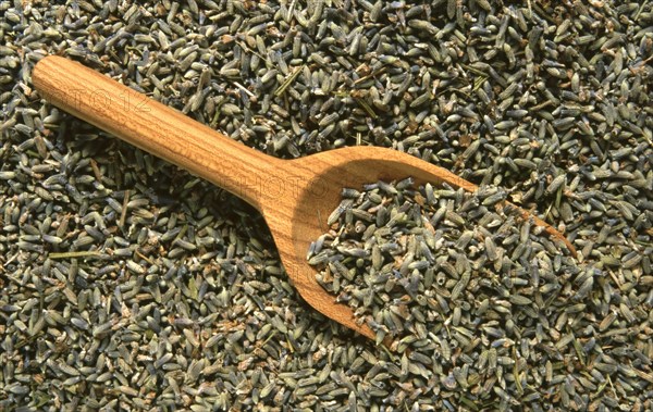 Dried lavender flowers