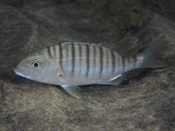 Sand steenbras