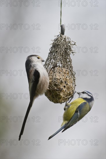 Long-tailed tit