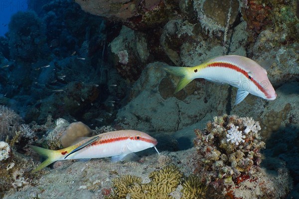 Two specimens of red sea goatfish