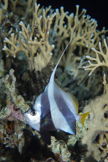 False moorish idol