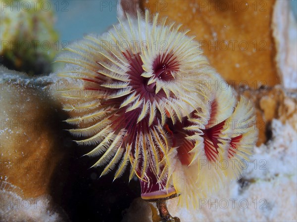 Christmas tree worm