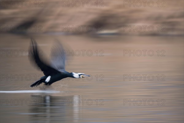 Great cormorant