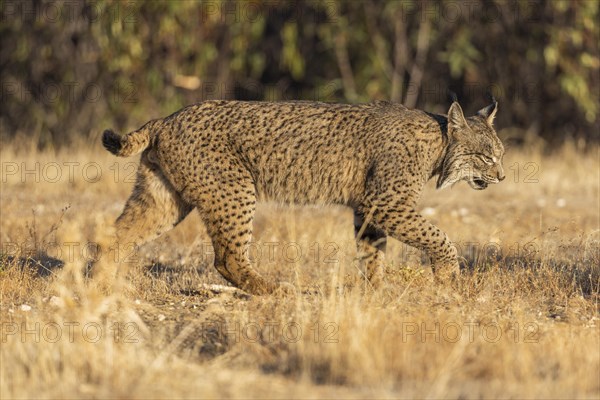 Iberian lynx