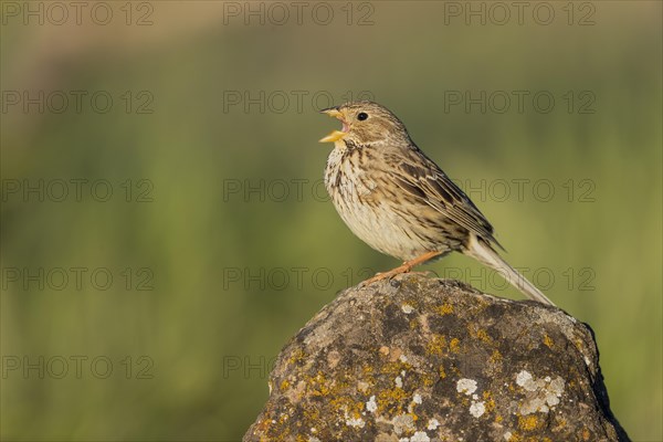 Corn Bunting