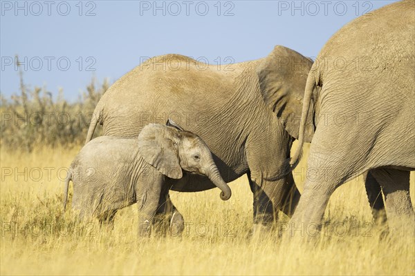 African elephant calf