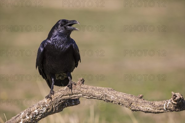 Common raven