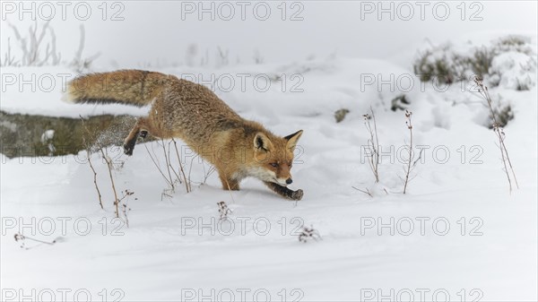 Red fox