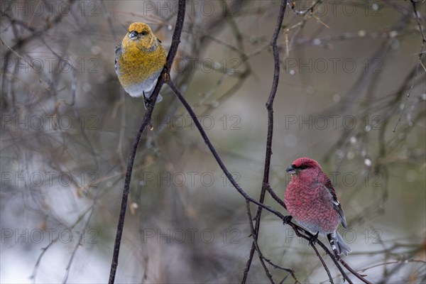 Pine grosbeak