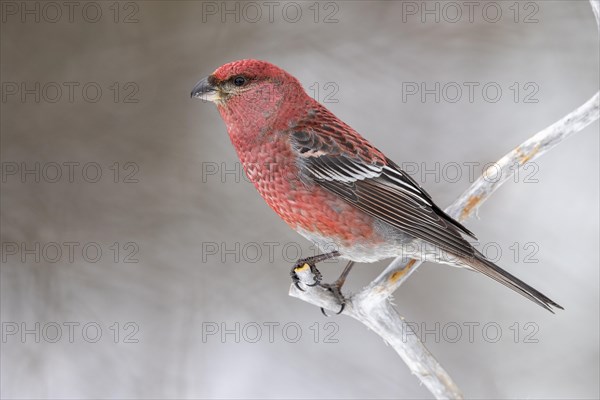 Pine grosbeak