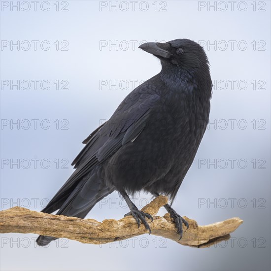 Carrion crow