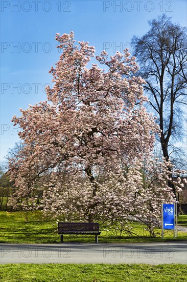 Flowering magnolia tree