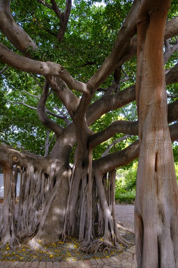 Mighty strangler fig