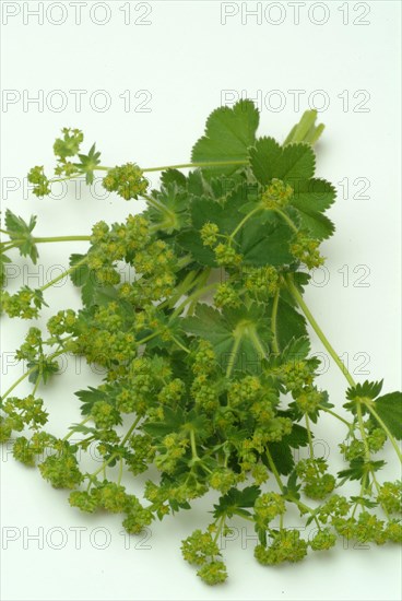 Medicinal plant lady's mantle