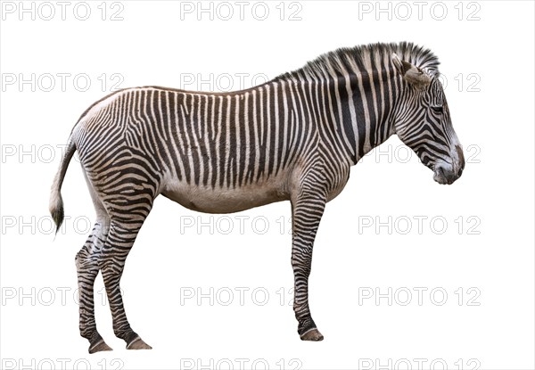 Grevy's zebra