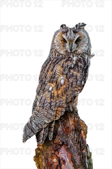 Long-eared owl