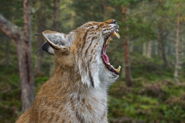 Close up portrait of yawning Eurasian lynx