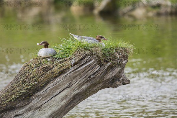 Common merganser