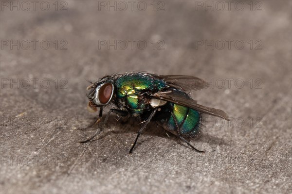 Emperor gold fly sitting on tree trunk left looking