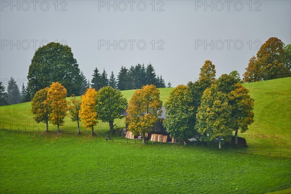 Norway maple