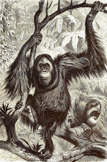 Orang Utan