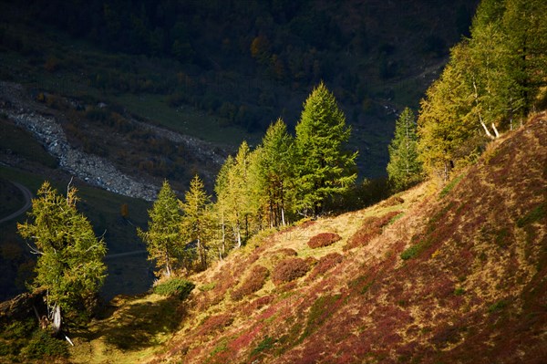 European larch