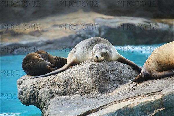 California sea lion