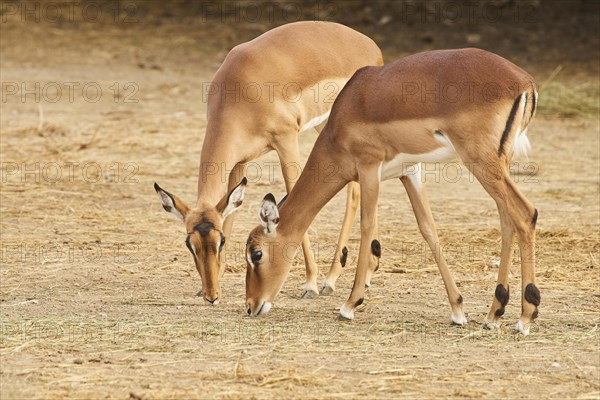 Two Female Impala