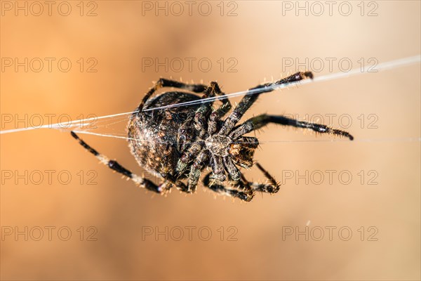 Gorse Orb-weaver