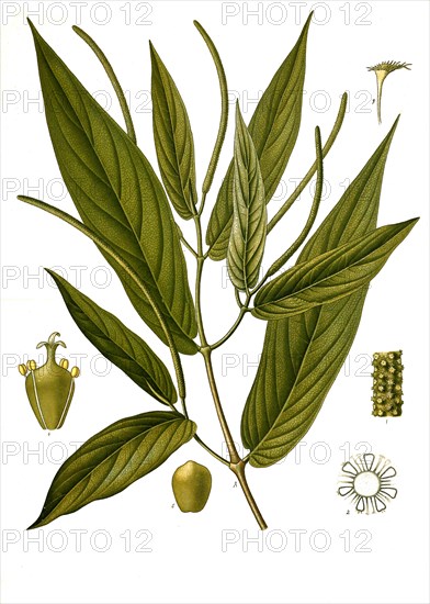 Medicinal plant