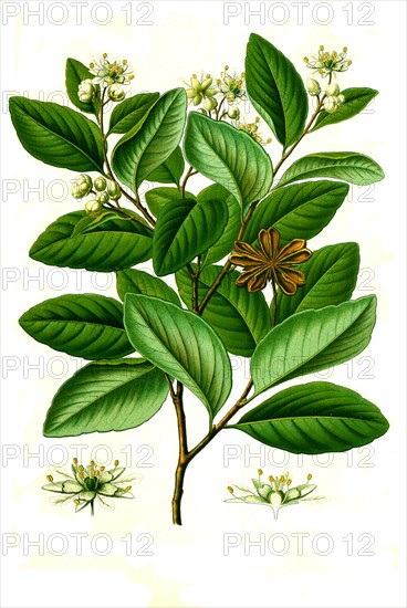 Medicinal plant