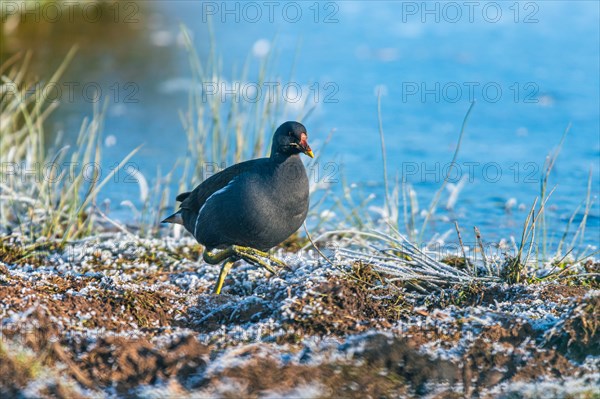 Common Moorhen