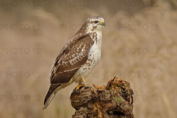 Common steppe buzzard