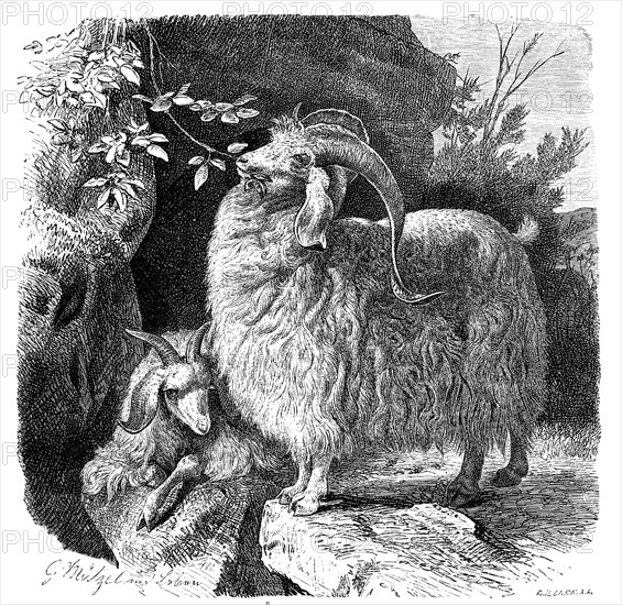 Angora goat