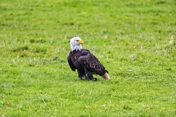 Bald eagle