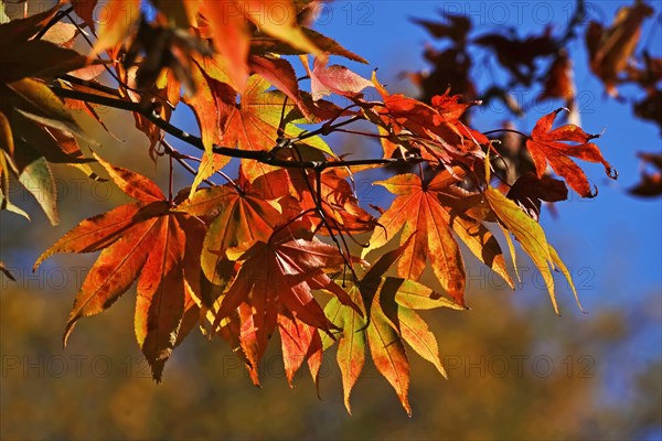 Smooth japanese maple