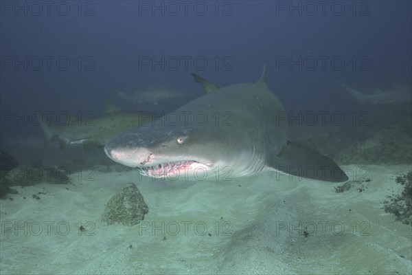 Portrait of sand tiger shark