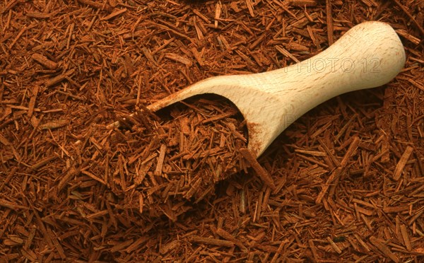 Medicinal herbs: Bloodwood tree