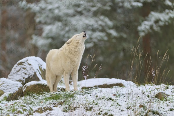 Arctic wolf